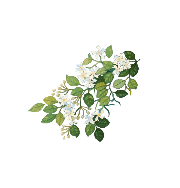 Jasmine Branch