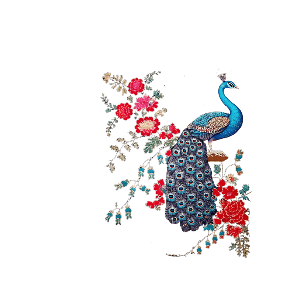 Detailed Peacock Back